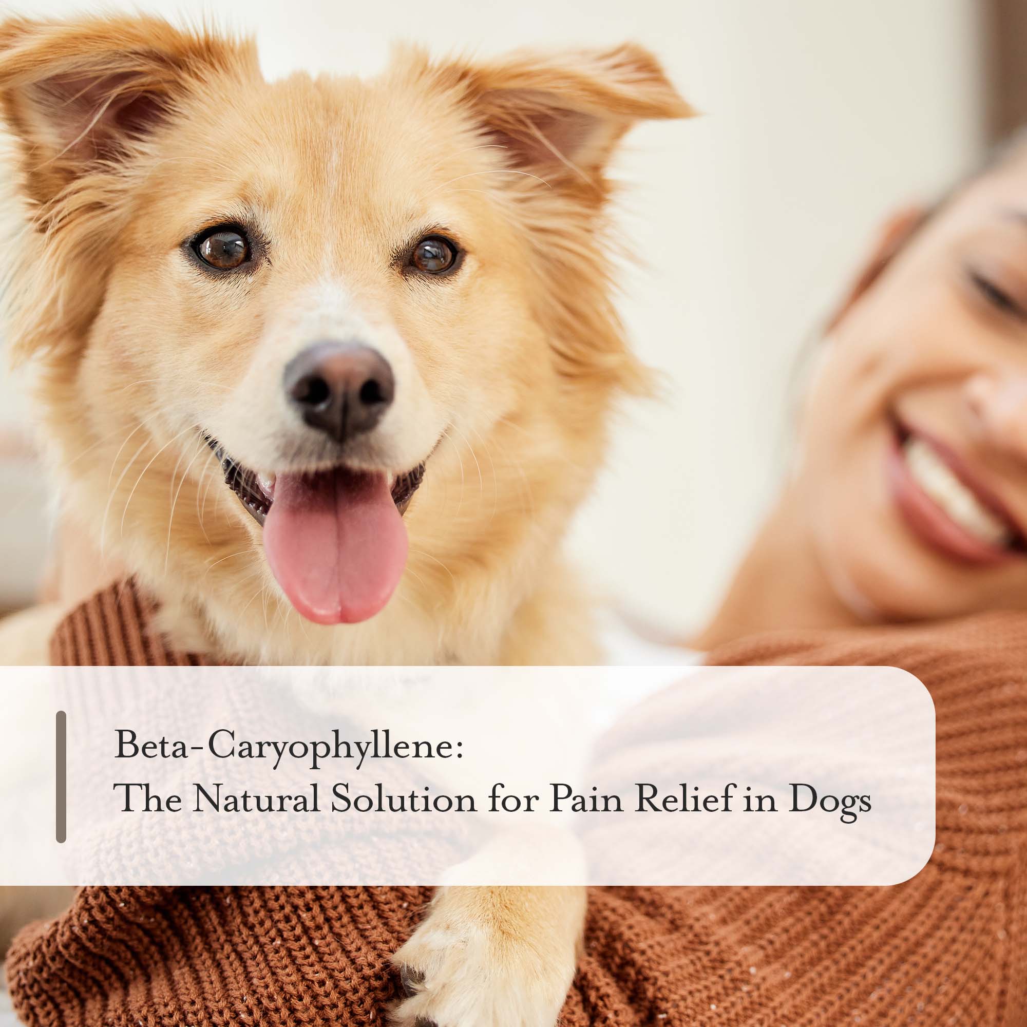CB2 oil beta-caryophyllene: the natural solution for pain relief in dogs blond haired dog with owner hugging in background