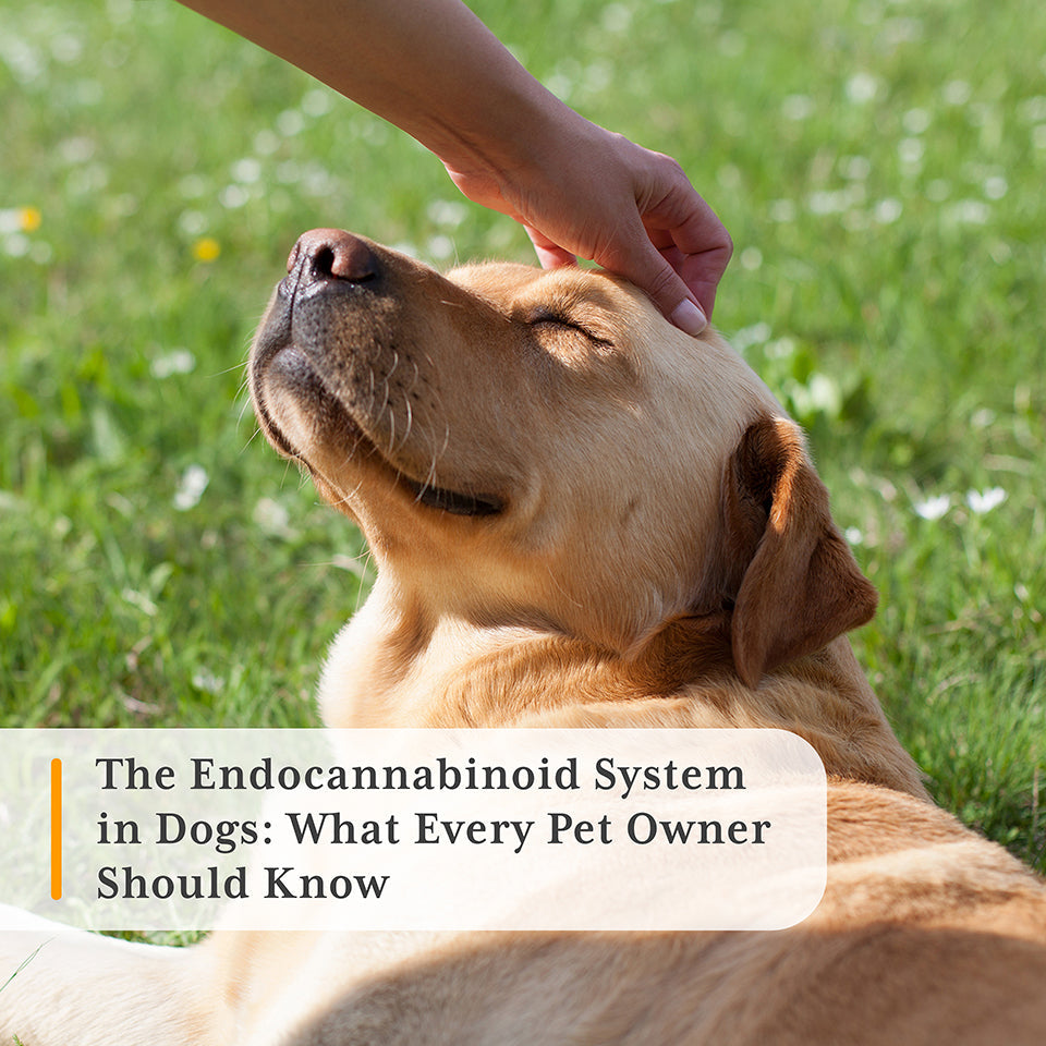Smiling dog being pet on grass: The endocannabinoid system in dogs
