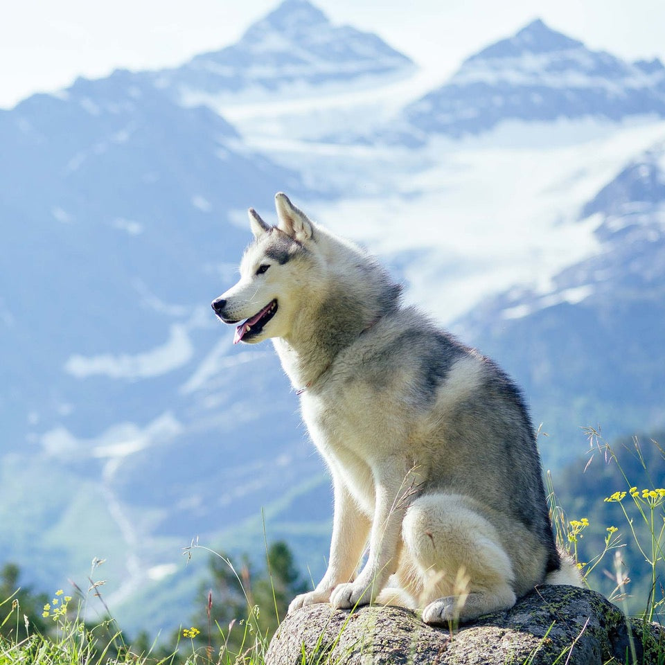 A Natural and Effective Treatment for Pain and Anxiety in Dogs