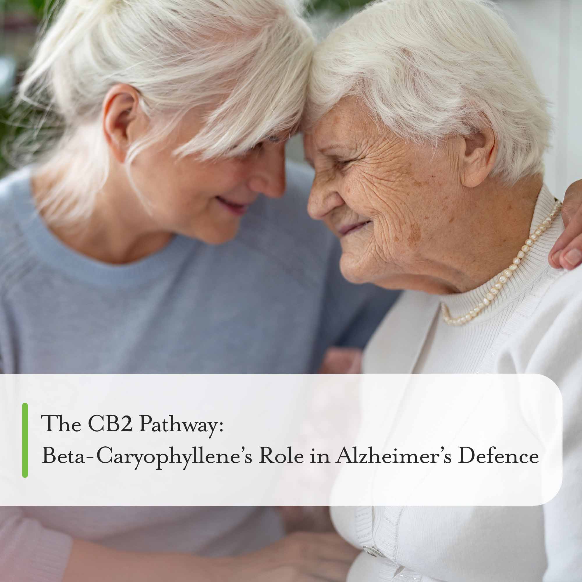 CB2 oil beta-caryophyllene's role in Alzheimer's Disease