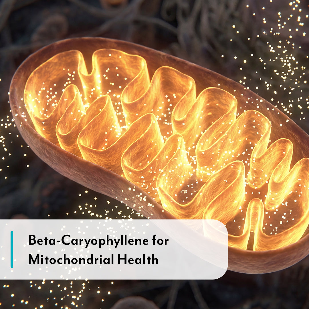 Beta-caryophyllene forMitochondrial Health - illustrated image of cross-section of a mitochondrion with ATP