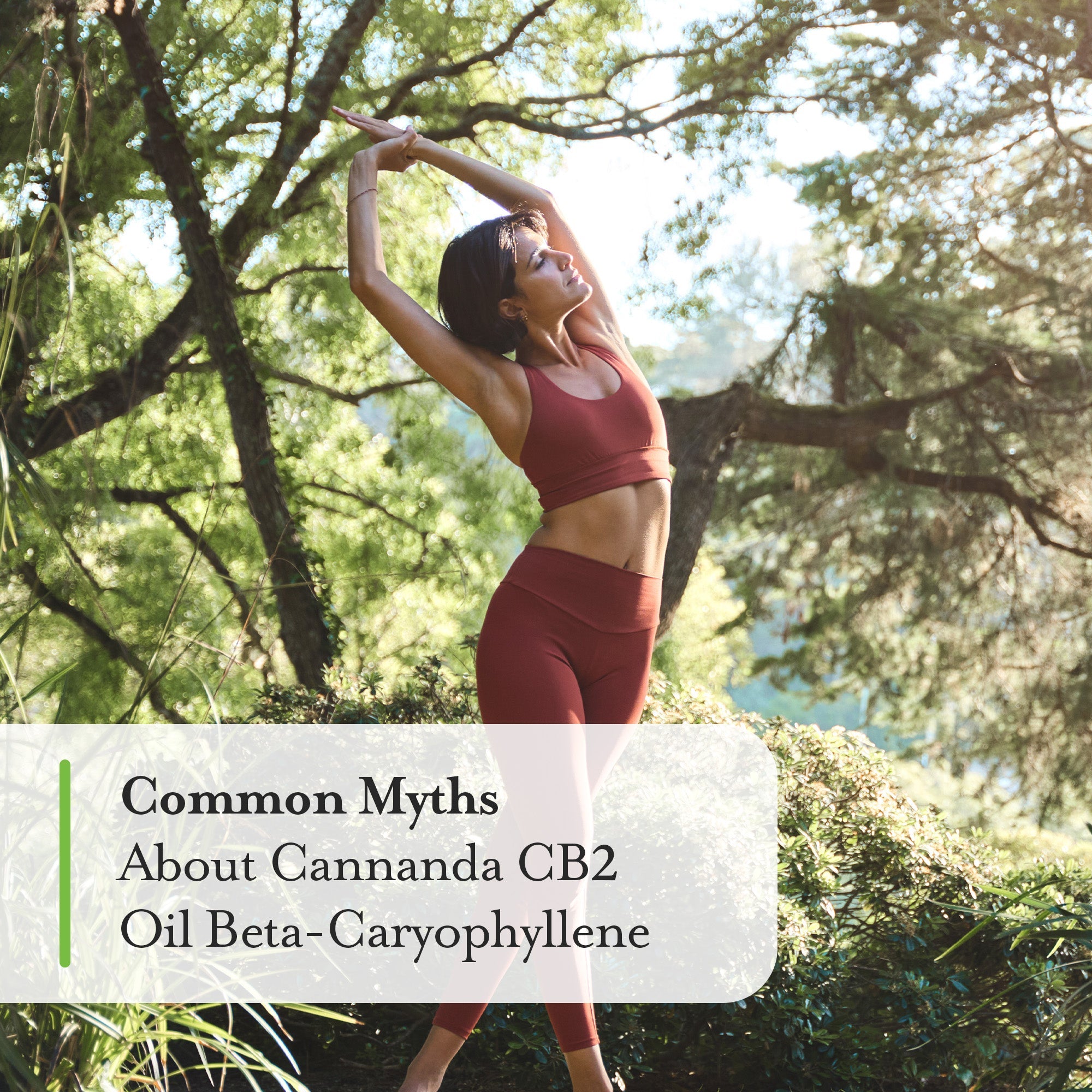 Common myths about Cannanda CB2 oil beta-caryophyllene