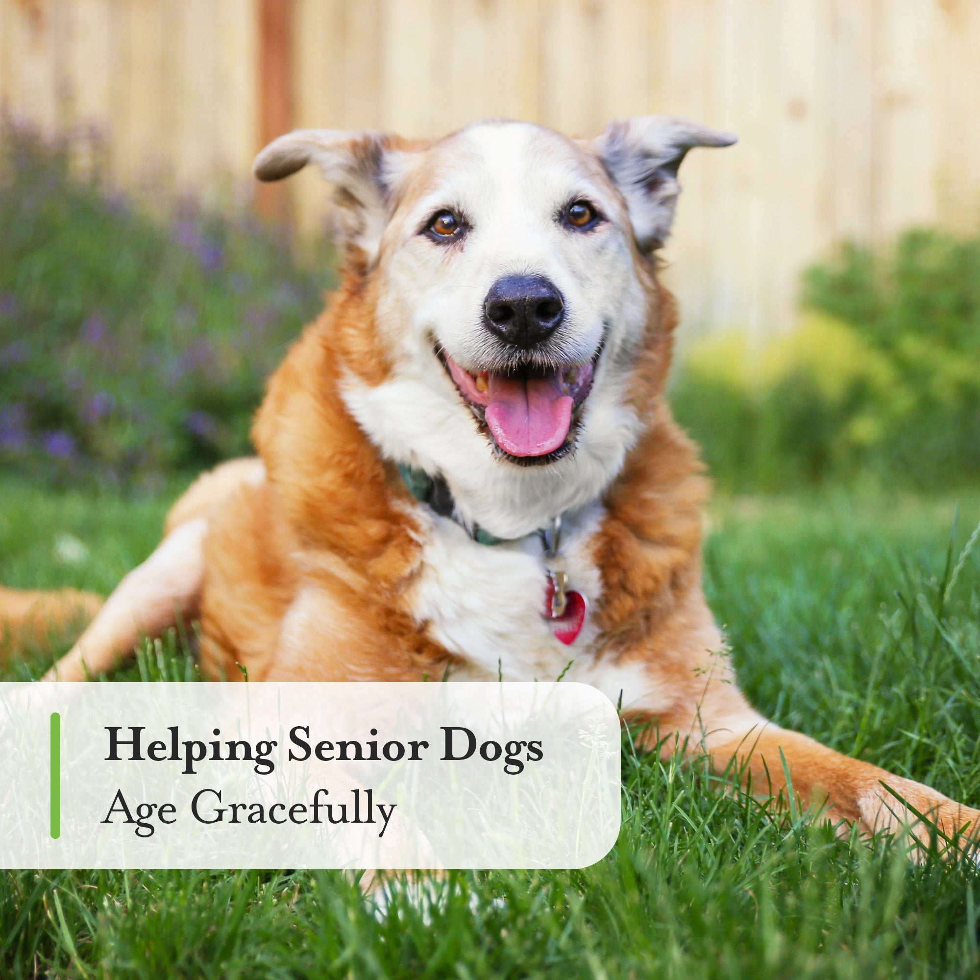 Beta-caryophyllene can help dogs age gracefully