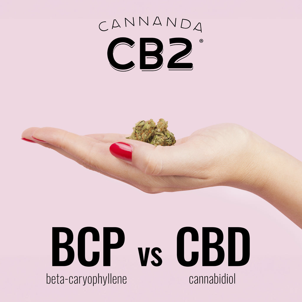 Beta-caryophyllene (BCP), featured in Cannanda CB2 oil, is a versatile therapeutic compound gaining popularity as a natural solution for pain, sleep, and anxiety.