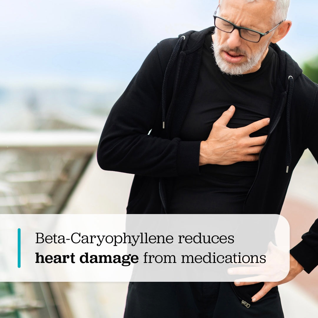 Beta-caryophyllene in CB2 oil protects against medication induced cardiac damage