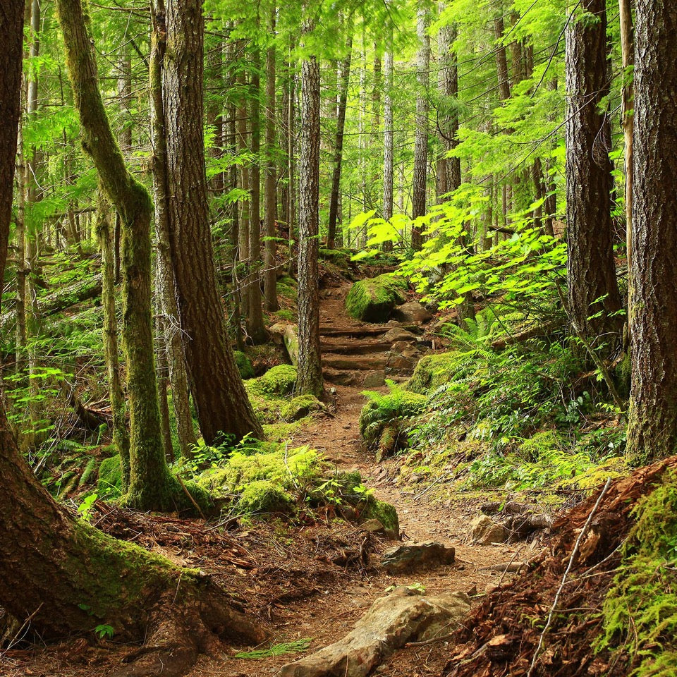 Terpenes: Advanced Aromatherapy by Cannanda