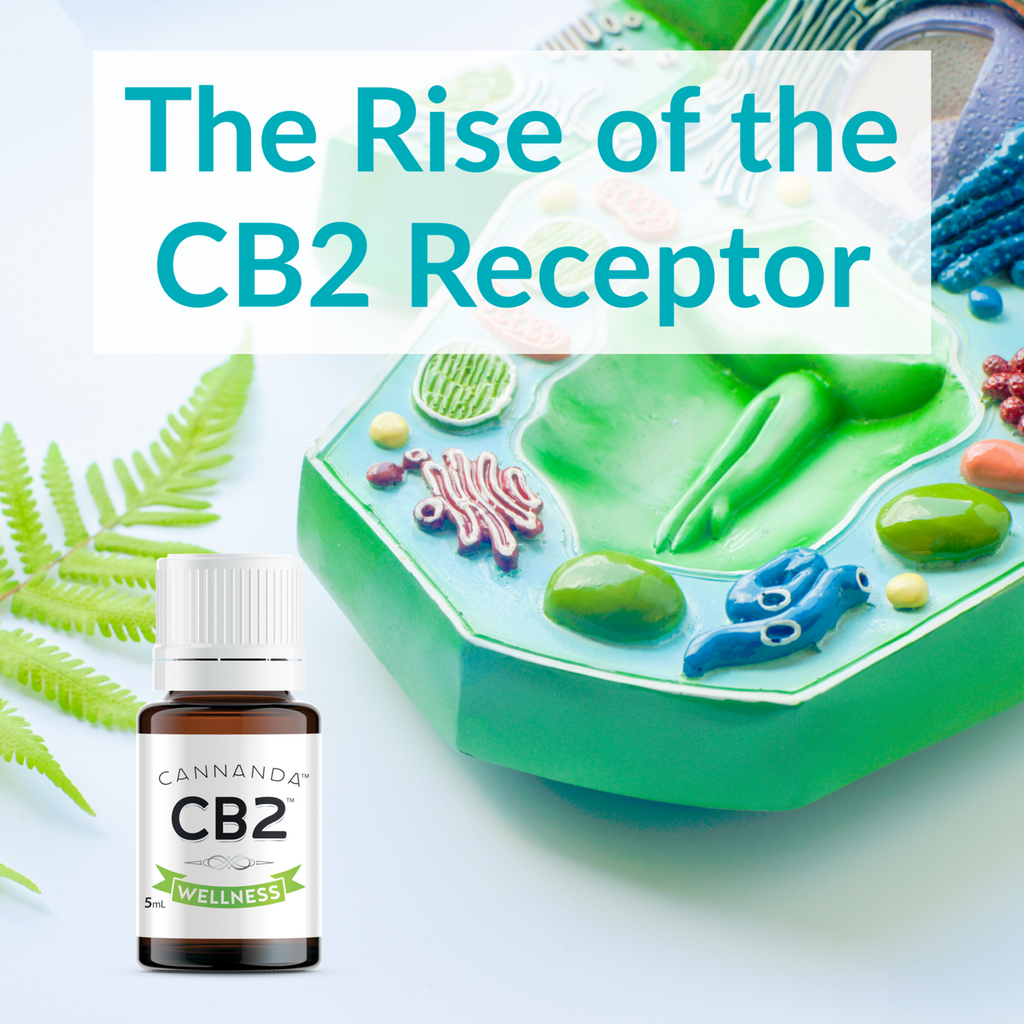 The rise of CB2 receptors and Cannanda CB2 oil