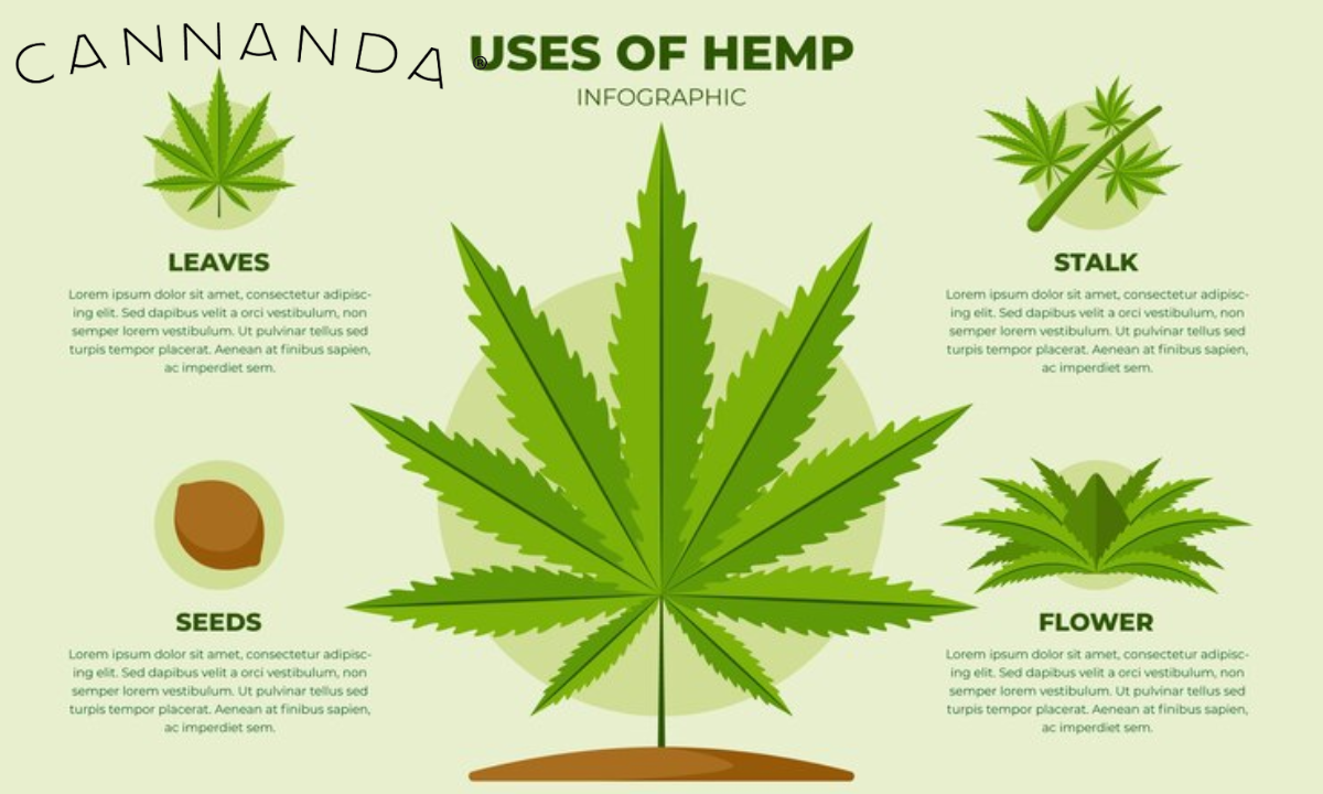 What is Hemp? | Forms, Benefits, Effects, Uses, and More – Cannanda