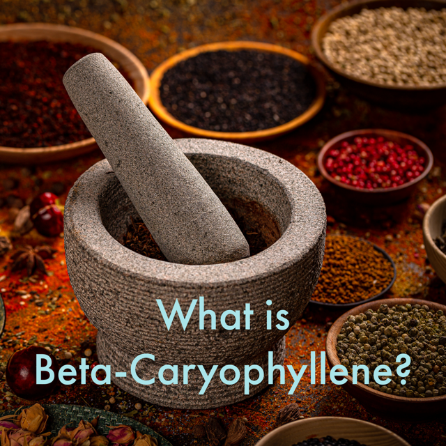 What is beta-caryophyllene (the main terpene in Cannanda CB2 oil used for pain, sleep, and anxiety))?