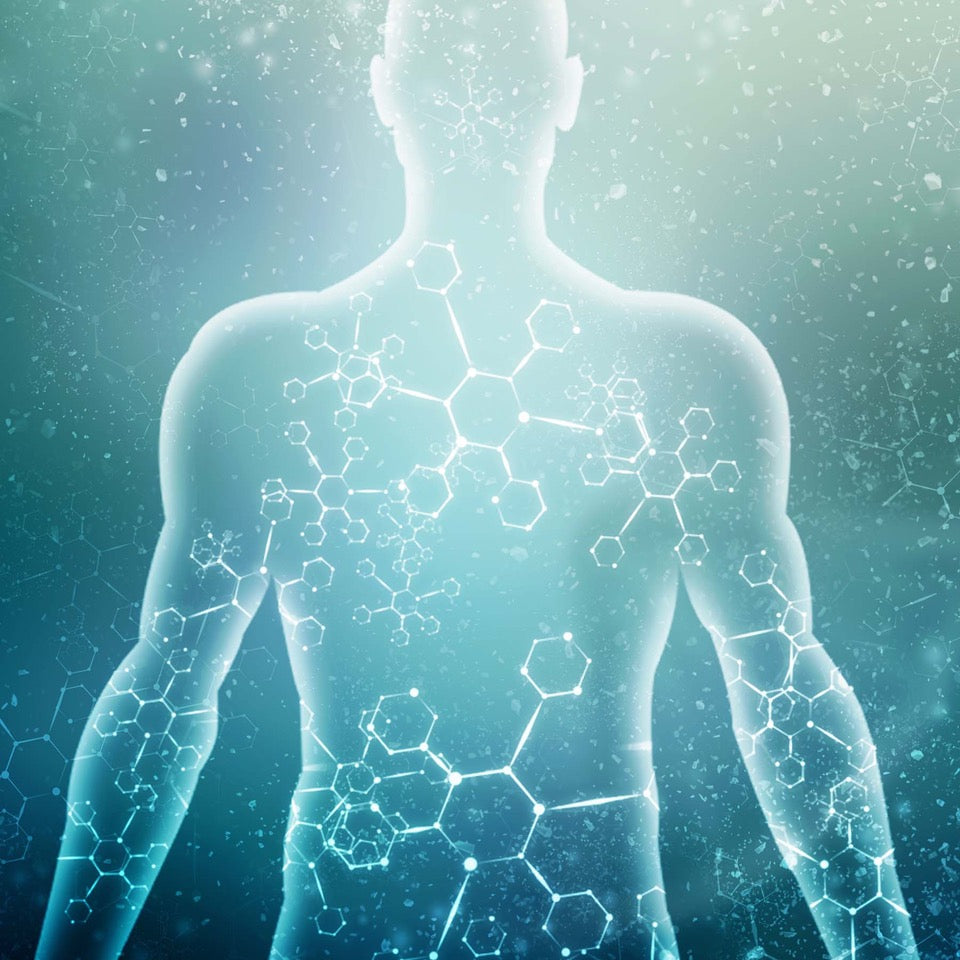 Your Endocannabinoid System and CB2 Oils