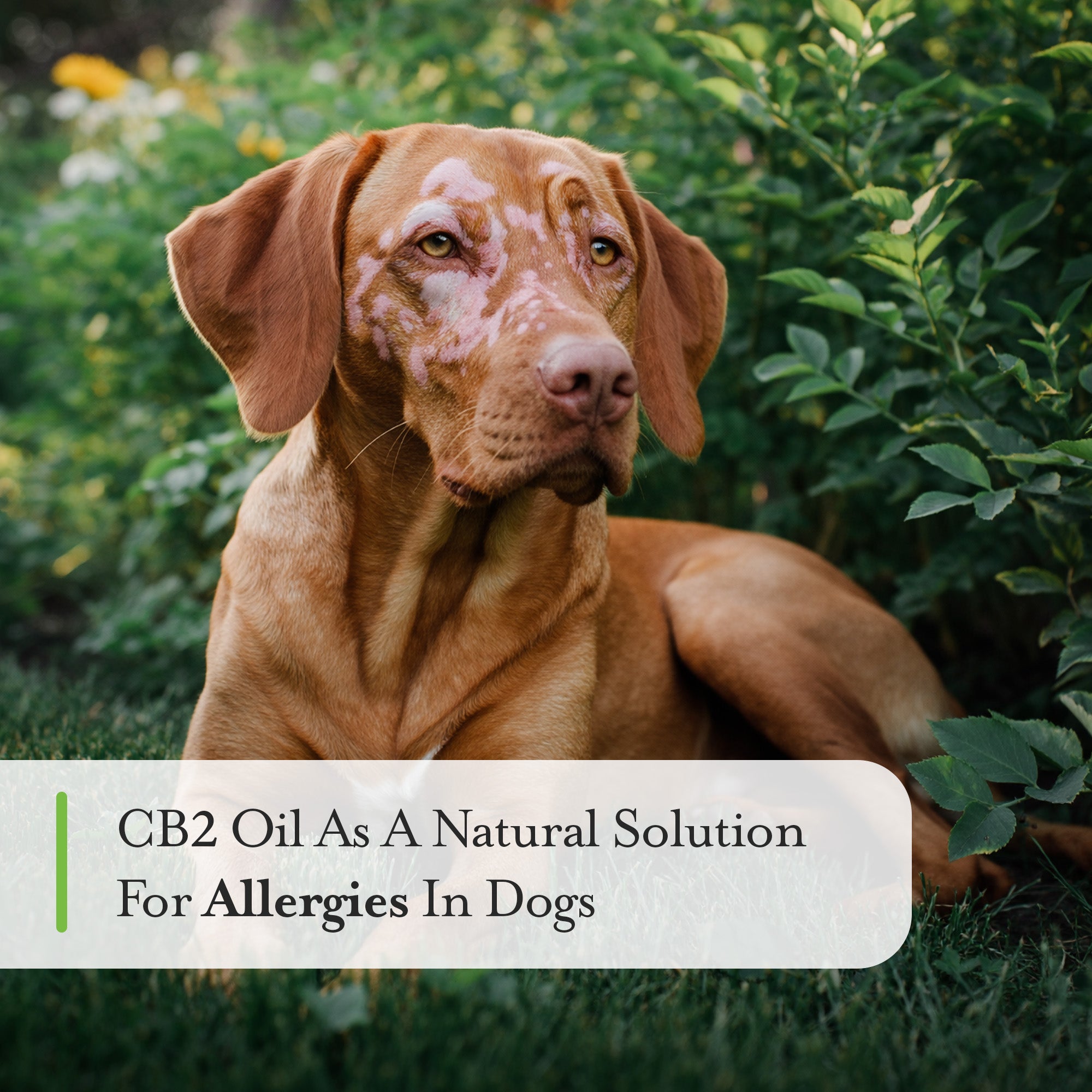 CB2 Oil as a Natural Solutions for Allergies in Dogs