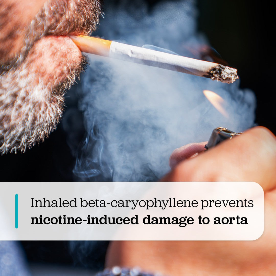Inhaled beta-caryophyllene prevents nicotine-induced dmage to aorta