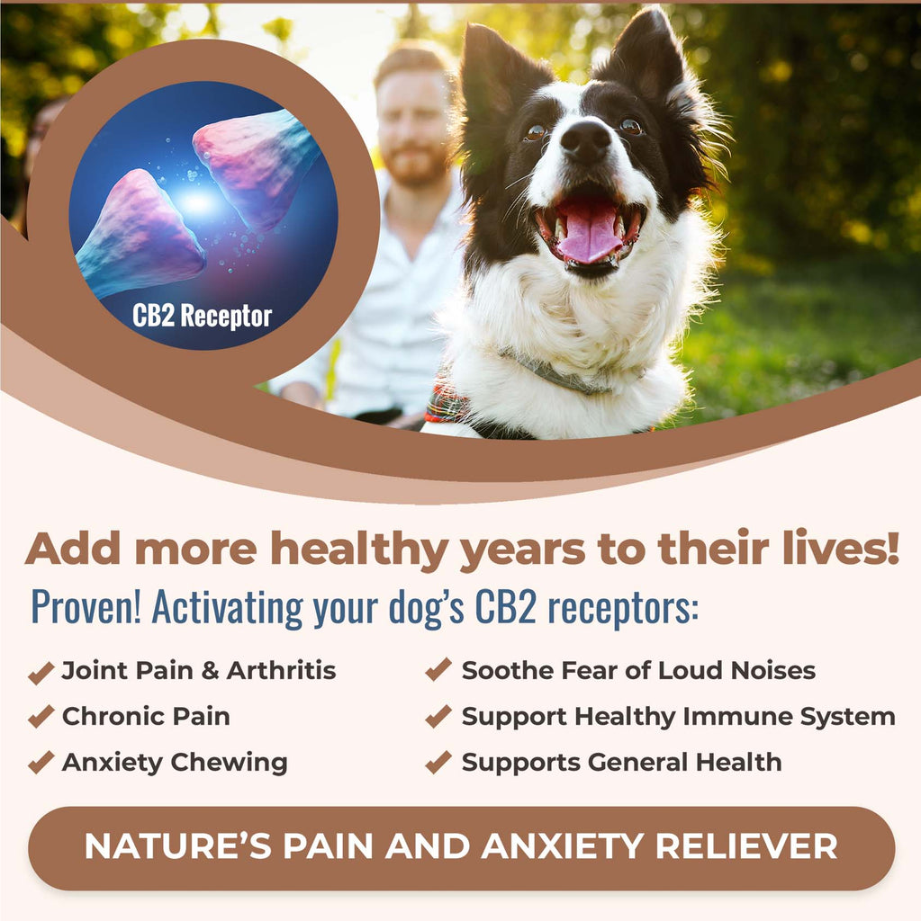 Approved veterinary health product! Activate your dog's CB2 receptors for joint pain and arthritis, chronic pain, anxiety chewing, soothe fear of loud noises, support healthy immune system, support general health.