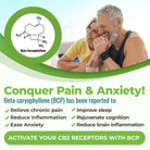 Conquer pain and anxiety! Beta-caryophyllene  is known to relieve chronic pain, reduce inflammation, ease anxiety, improve sleep, improve longevity, rejuvenate cognition, reduce brain inflammation. It's Nature's pain and anxiety reliever.